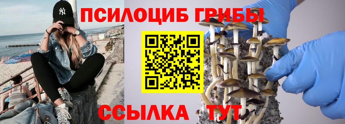 Псилоцибиновые грибы Psilocybine cubensis Сургут
